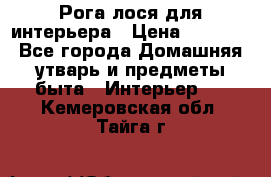 Рога лося для интерьера › Цена ­ 3 300 - Все города Домашняя утварь и предметы быта » Интерьер   . Кемеровская обл.,Тайга г.